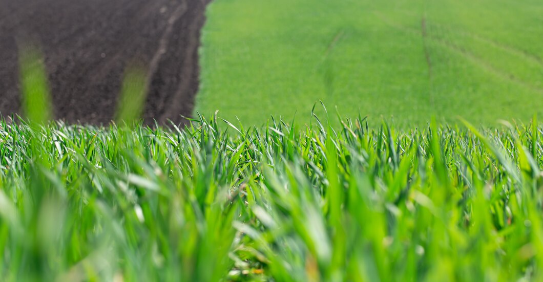 Jak dobrać optymalne składy trawy dla różnych warunków glebowych i klimatycznych?